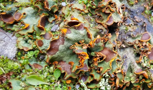 Peltigera venosa - 