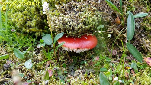 Russula nana - 