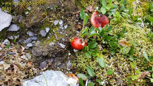 Russula nana - 