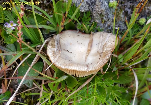 Russula pascua - 