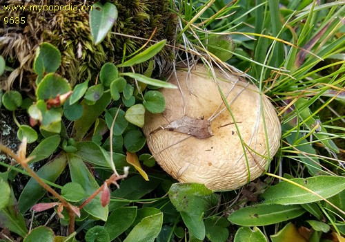 Russula pascua - 