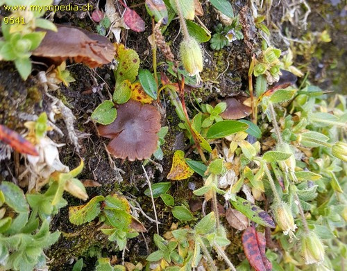 Cortinarius rufostriatus - 