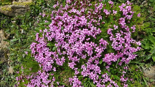 Saponaria ocymoides - 