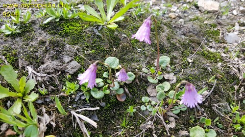 Soldanella pusilla - 