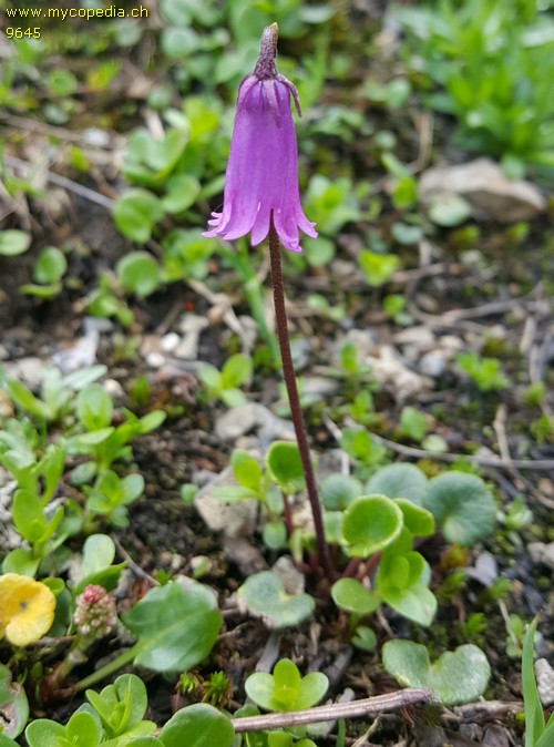 Soldanella pusilla - 