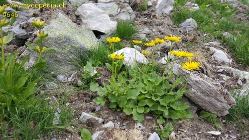 Doroncium grandiflorum - 