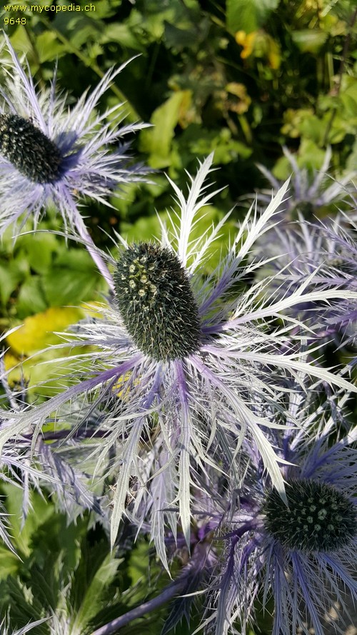 Eryngium alpinum - 