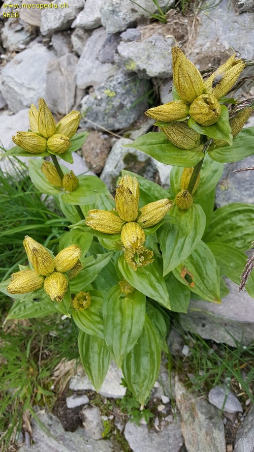 Gentiana punctata - 