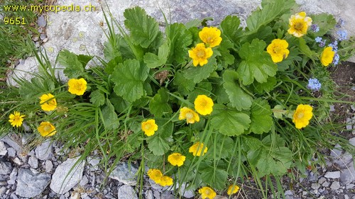 Geum montanum - 