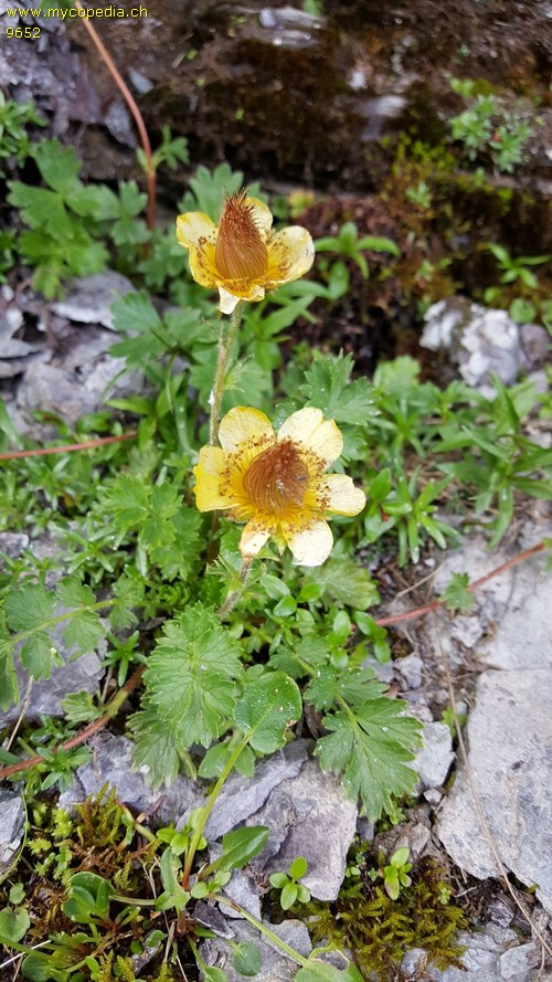 Geum reptans - 