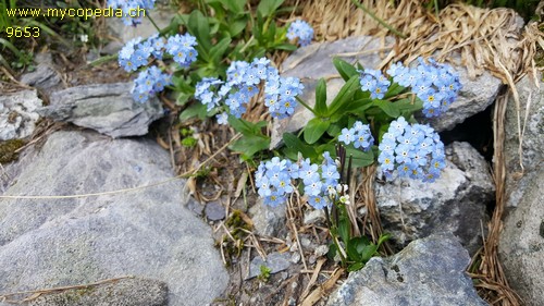 Myosotis alpestris - 