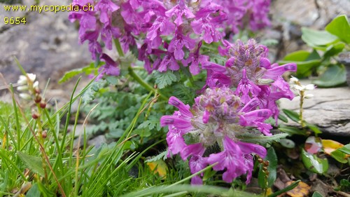 Stachys pradica - 