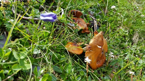 Cortinarius favrei - 