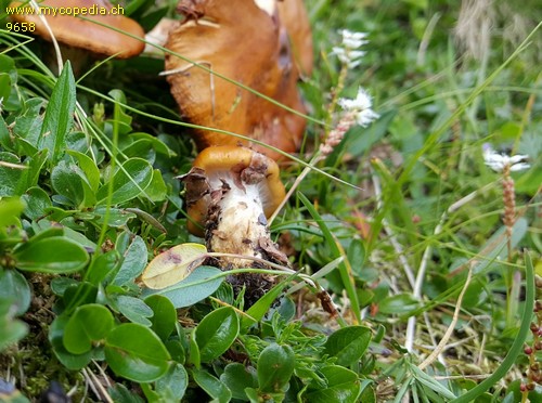 Cortinarius alpinus - 