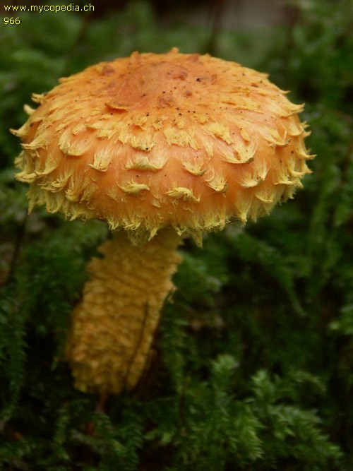 Pholiota flammans - 