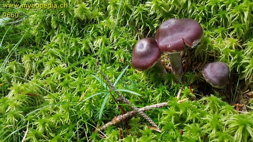 Cortinarius evernius - 