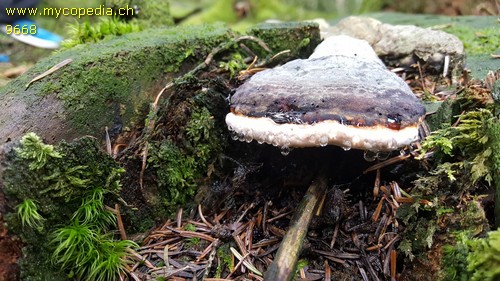 Fomitopsis pinicola - 