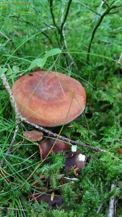 Lactifluus volemus - 