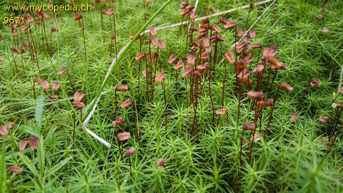 Polytrichum commune - 