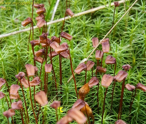 Polytrichum commune - 