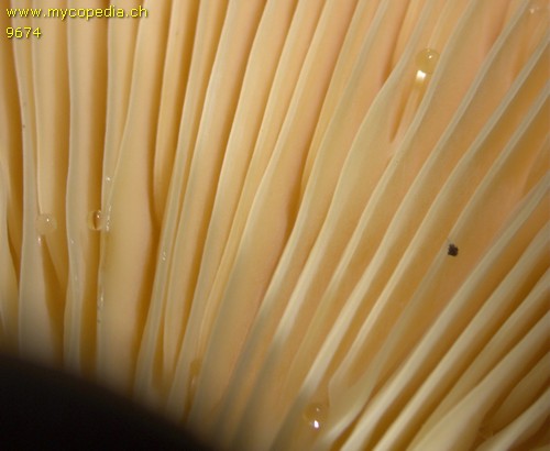 Lactifluus volemus - Lamellen - 