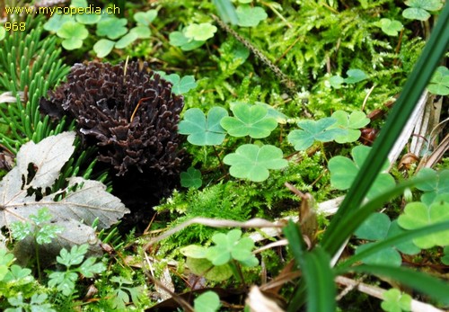 Thelephora palmata - 