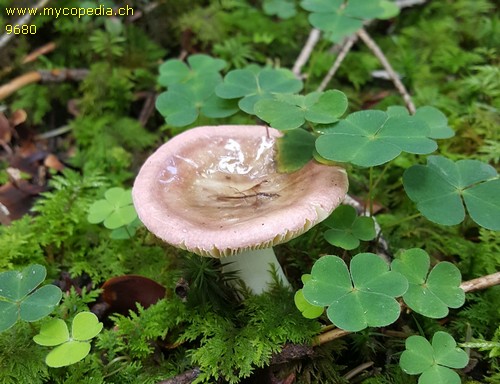 Russula nauseosa - 