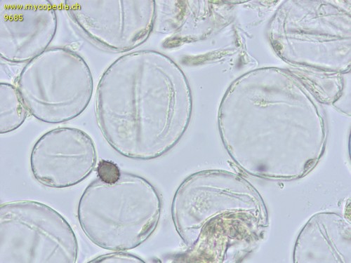 Russula risigallina f. chamaeleontina - 