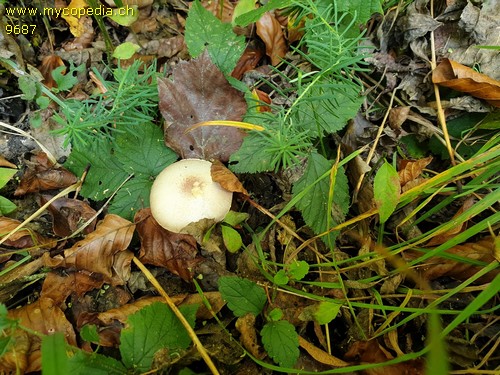 Agaricus semotus - 