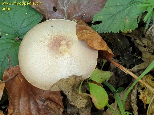 Agaricus semotus - 