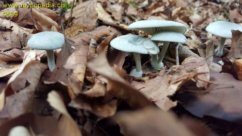 Clitocybe odora - 