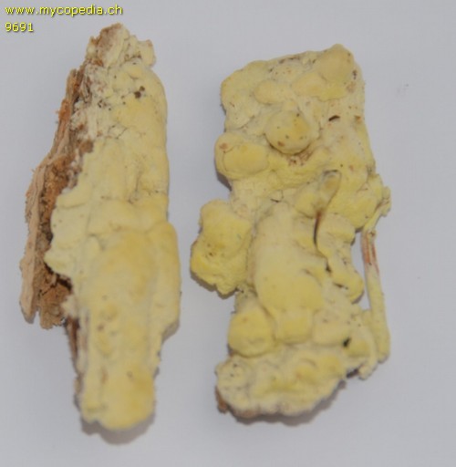 Amyloporia xantha - 