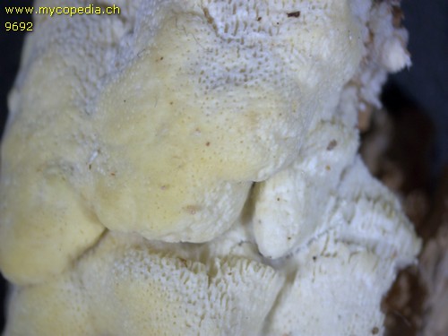 Amyloporia xantha - 