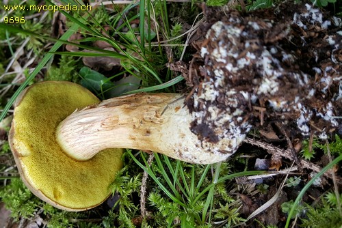 Xerocomus subtomentosus - 