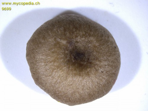 Entoloma elodes - 