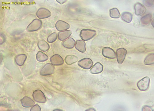 Psilocybe phyllogena - Sporen - 