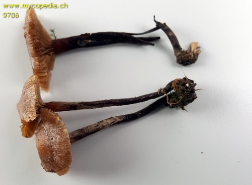 Psilocybe phyllogena - 