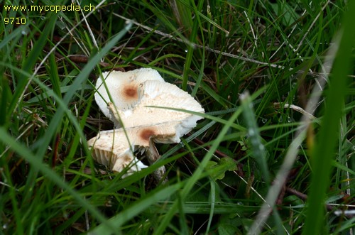 Lepiota oreadiformis - 