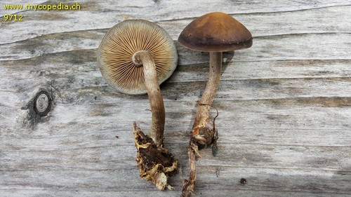 Agrocybe firma - 
