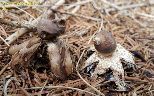 Geastrum quadrifidum - 