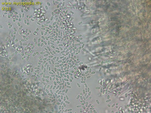 Myrothecium inundatum - 