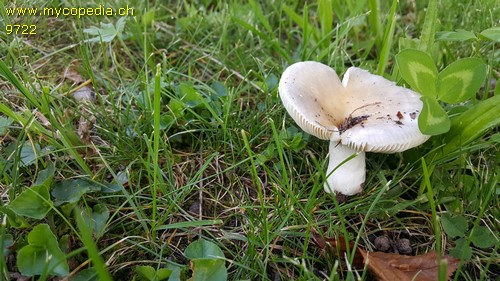 Russula foetens - 