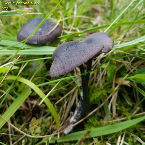 Entoloma corvinum - 