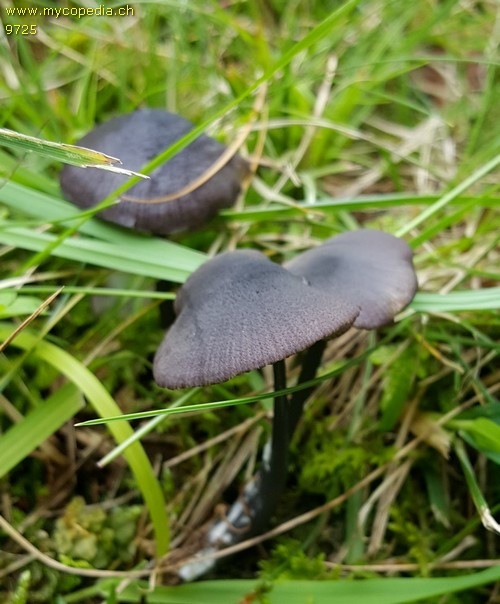 Entoloma corvinum - 