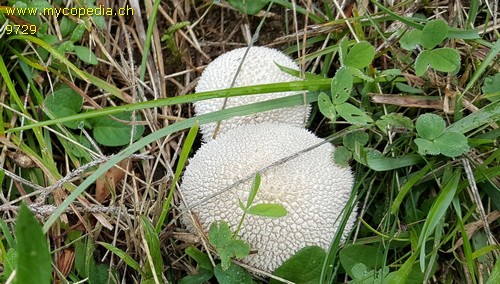 Lycoperdon marginatum - 