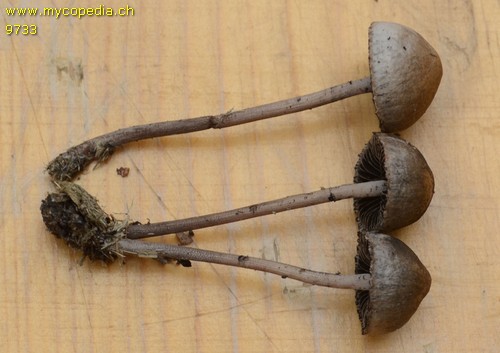 Psilocybe coprophila - 