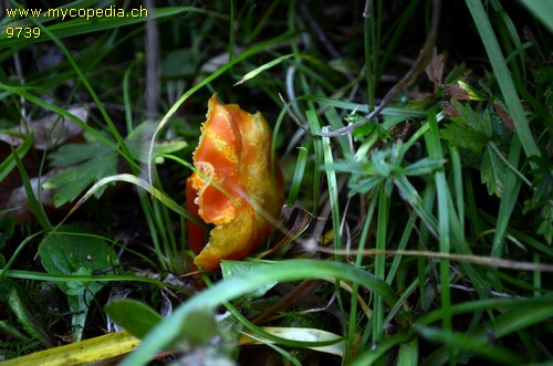 Hygrocybe miniata - 