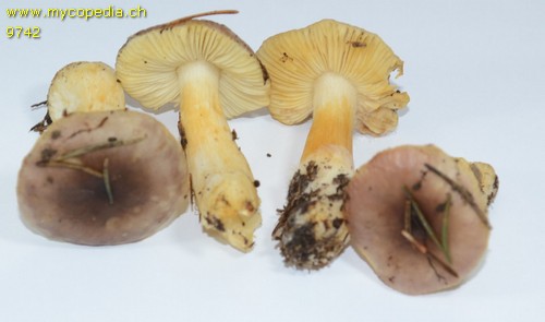 Russula puellaris - 