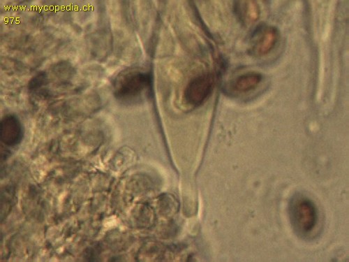 Agrocybe firma - Cheilozystiden - 