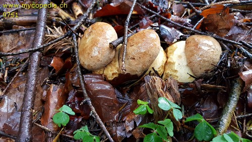 Butyriboletus subappendiculatus - 